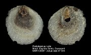 Pododesmus rudis (3)